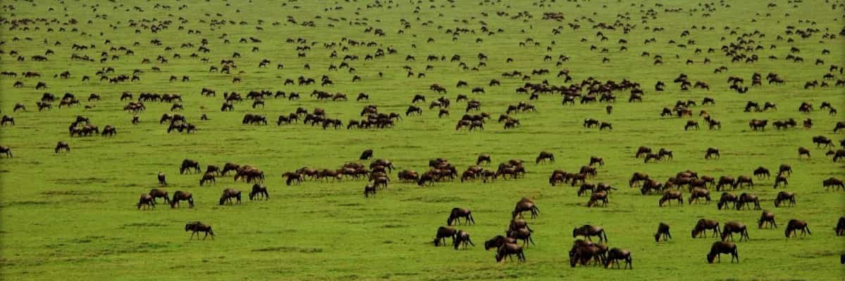  8-Days Serengeti Wildebeest Migration.