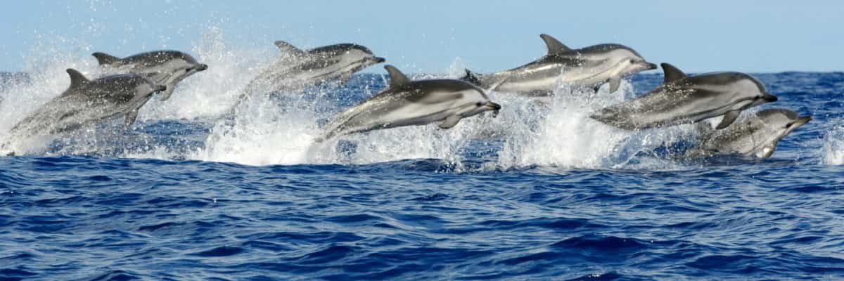 Zanzibar dolphin tour