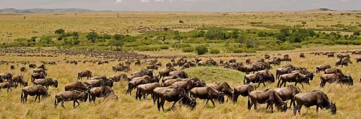 Tanzania Holidays Safari Packages.