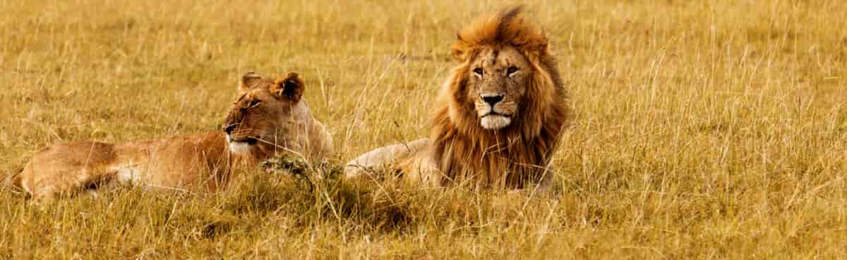 Tanzania Carnivores | 5-Day Private Safari.