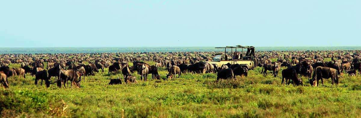 Track Great Migration Of Serengeti Wildebeest.